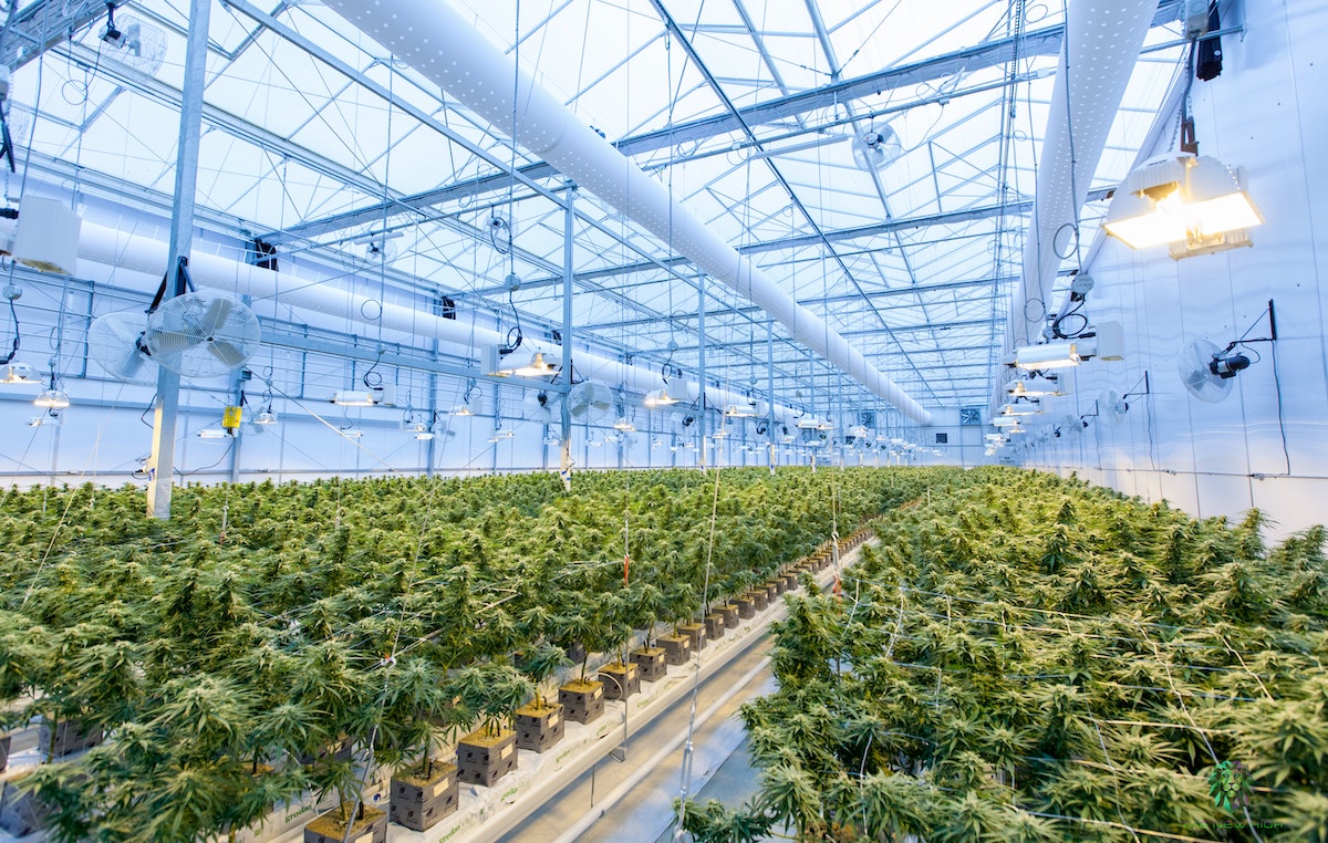 Blockchain brings seed-to-sale transparency to cannabis
